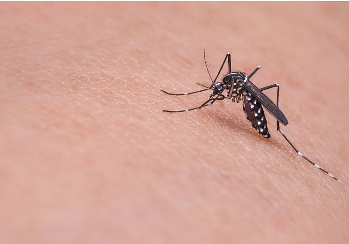 El PSOE alerta de otra plaga de cucarachas y mosquitos en la ciudad de Toledo