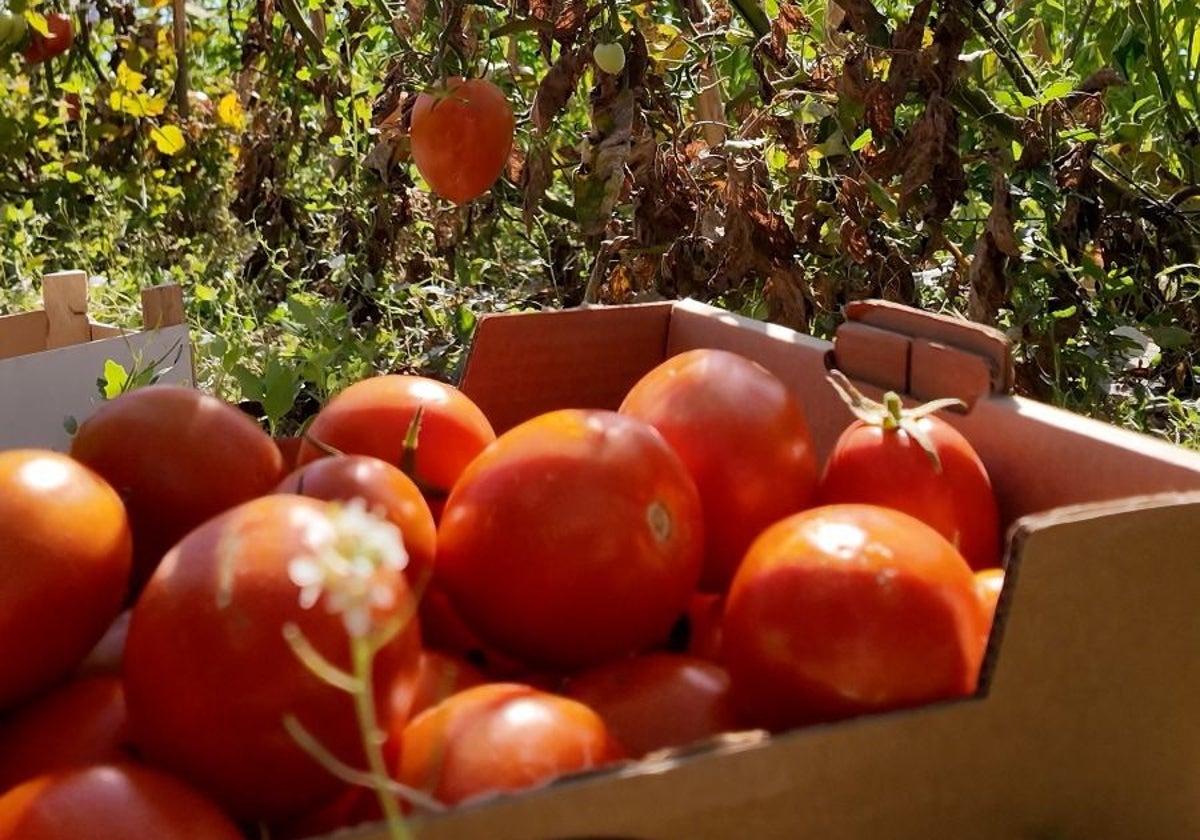 Imagen de los tomates que se utilizarán en la Tomatina de Buñol