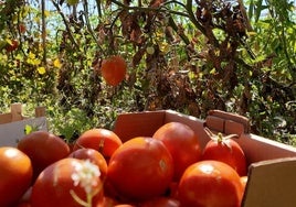 La Diputación de Valencia financia con 60.000 euros los 120.000 kilos de tomates de la Tomatina de Buñol