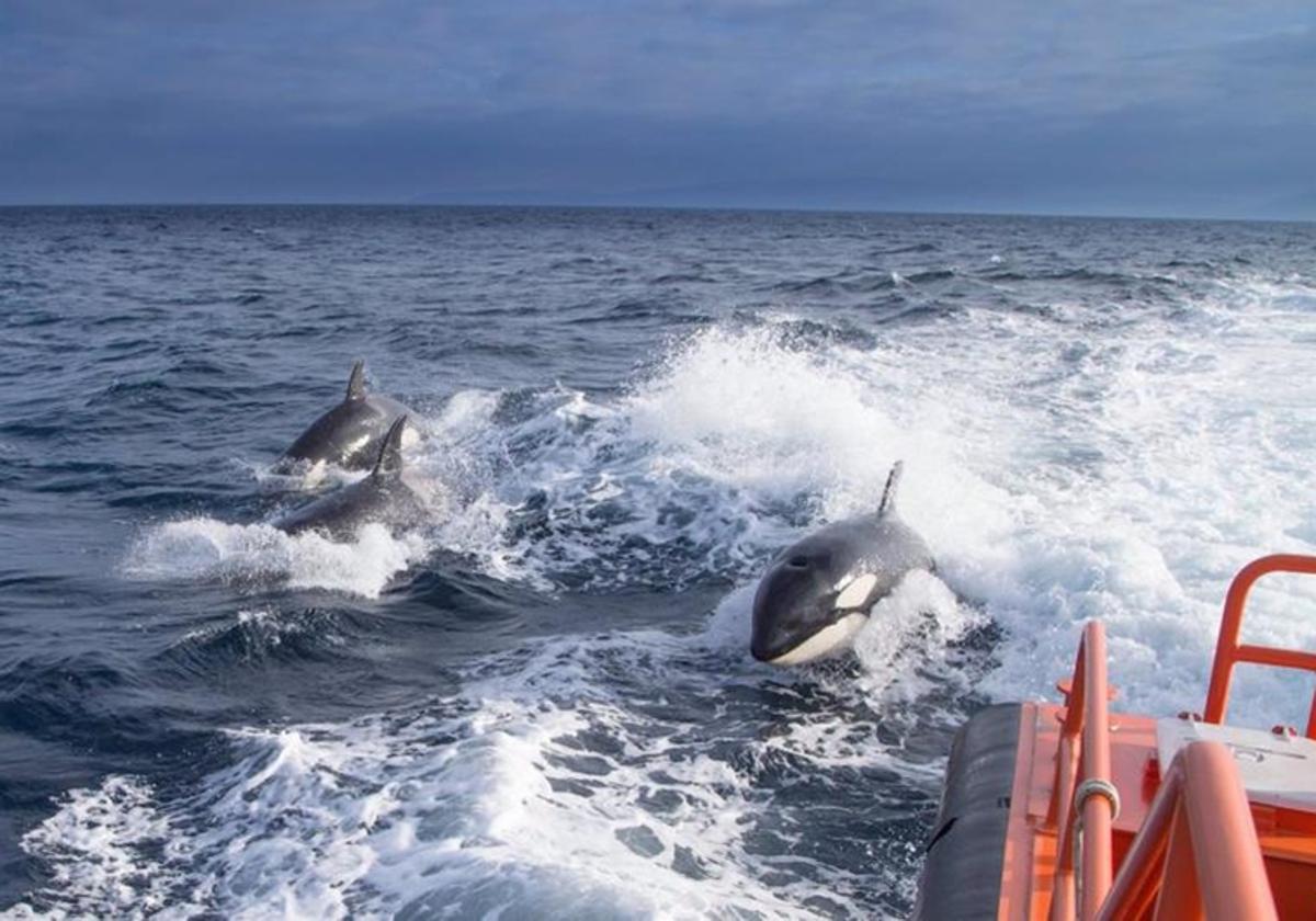 Un grupo de orcas persigue a una embarcación