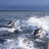 Las orcas atacan de nuevo y dañan otro velero frente a la costa de Barbate