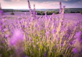 La cosecha en las parcelas de lavanda afectadas por la plaga de gusano se adelanta en Castilla-La Mancha