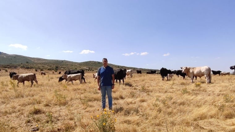 Carlos de Santos, con la cabaña de vacuno en las faldas de la vertiente segoviana de la sierra de Guadarrama