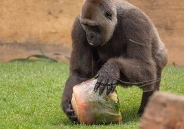 Helados de frutas, carne e insectos: así combaten el terral de Málaga los tigres y gorilas de Bioparc Fuengirola