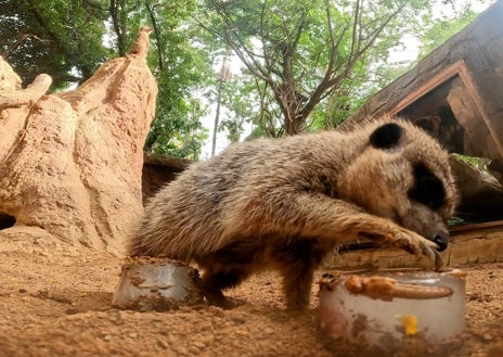 Imagen secundaria 1 - Lémures, suricatas y tigres de Bioparc Fuengirola