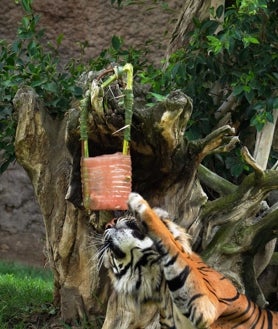 Imagen secundaria 2 - Lémures, suricatas y tigres de Bioparc Fuengirola