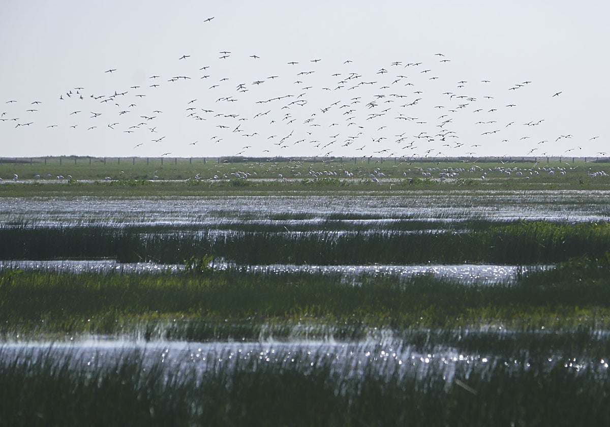 Una de las lagunas del Parque Nacional de Doñana