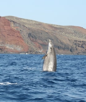 Imagen secundaria 2 - El mar no está en calma en El Hierro