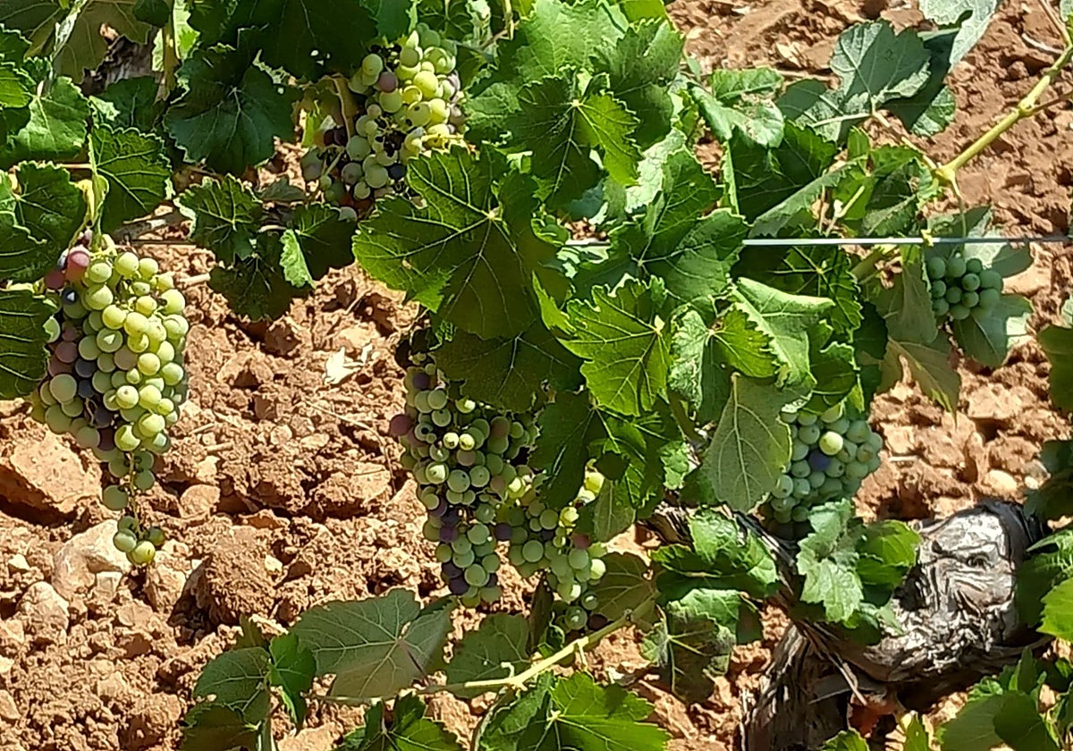 Imagen de una viña valenciana afectada por la sequía