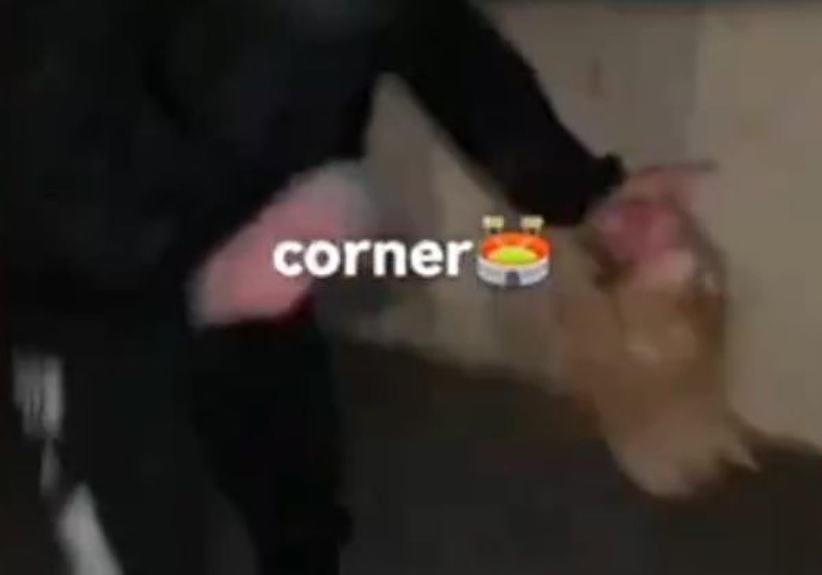 Una gallina en una imagen de archivo.