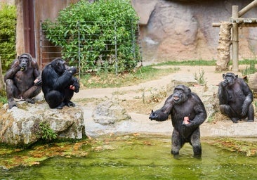 ¡Fiesta de helados en el Zoo de Barcelona!