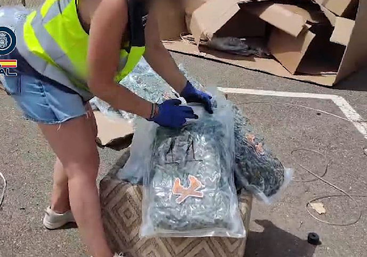 Marihuana incautado durante la operación en bolsas de plástico