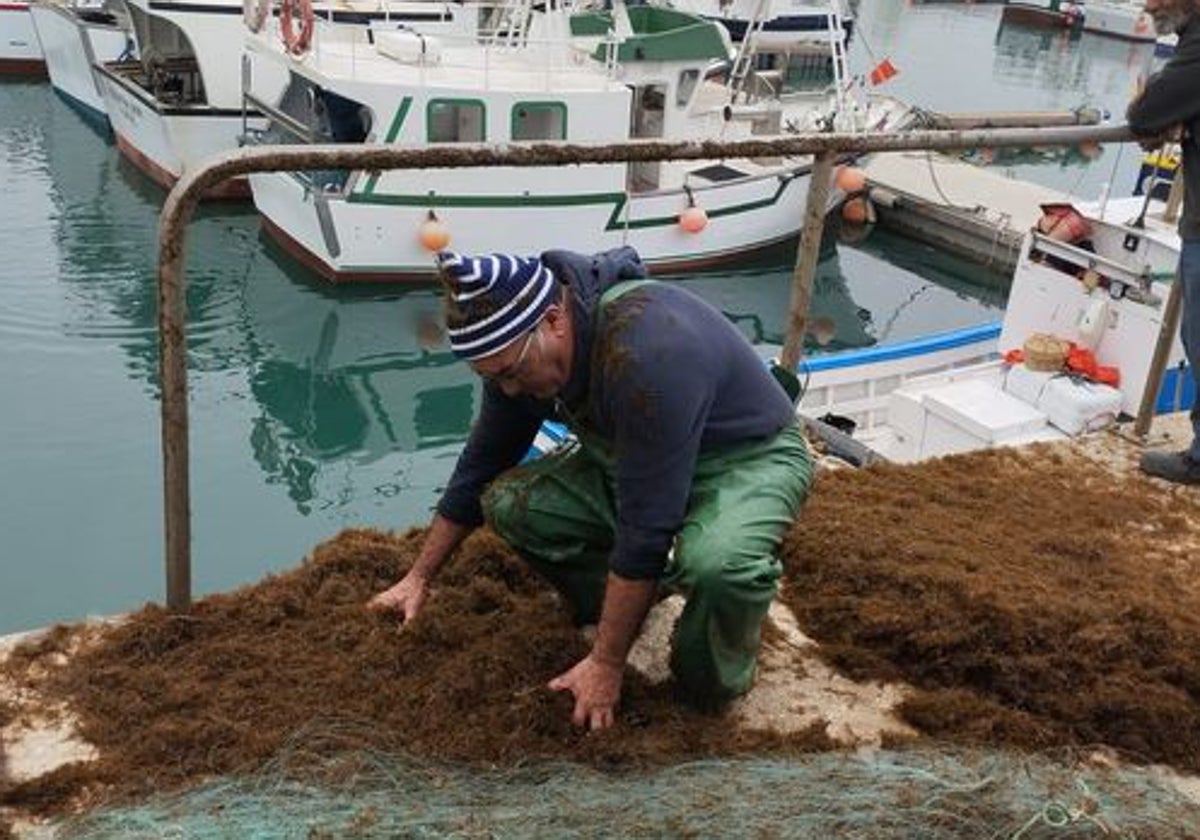 Un pescador de Conil retira alga asiática invasora, lo único que ha capturado tras salir a faenar