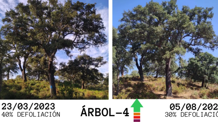 Imagen del antes y después de un alcornoque afectado por la 'seca' tras este experimento