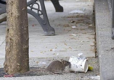 Alertan de la proliferación de ratas en la lago de La Alameda de Talavera de la Reina