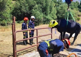 Rescatada una vaca que había quedado atrapada por tres de sus patas en un paso en la sierra de Madrid