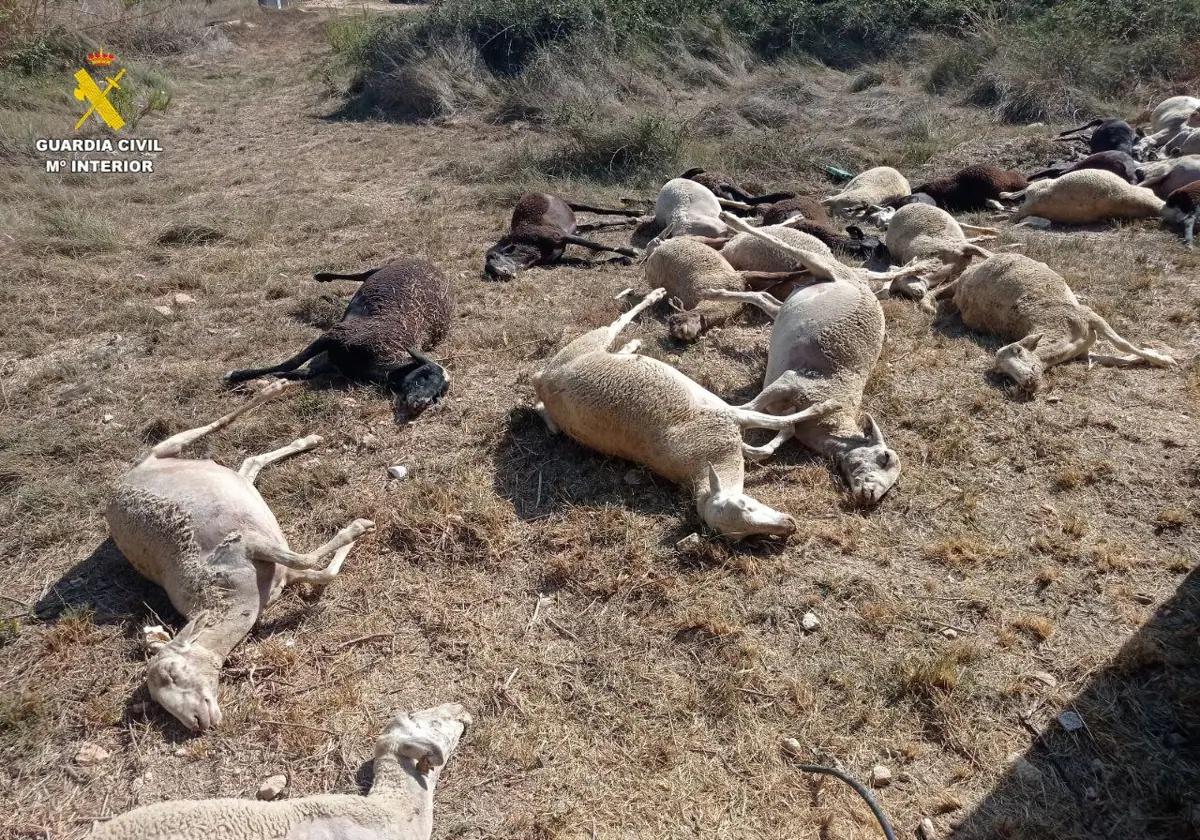 Imagen de las ovejas muertas tras beber agua estancada en Benifaió (Valencia)