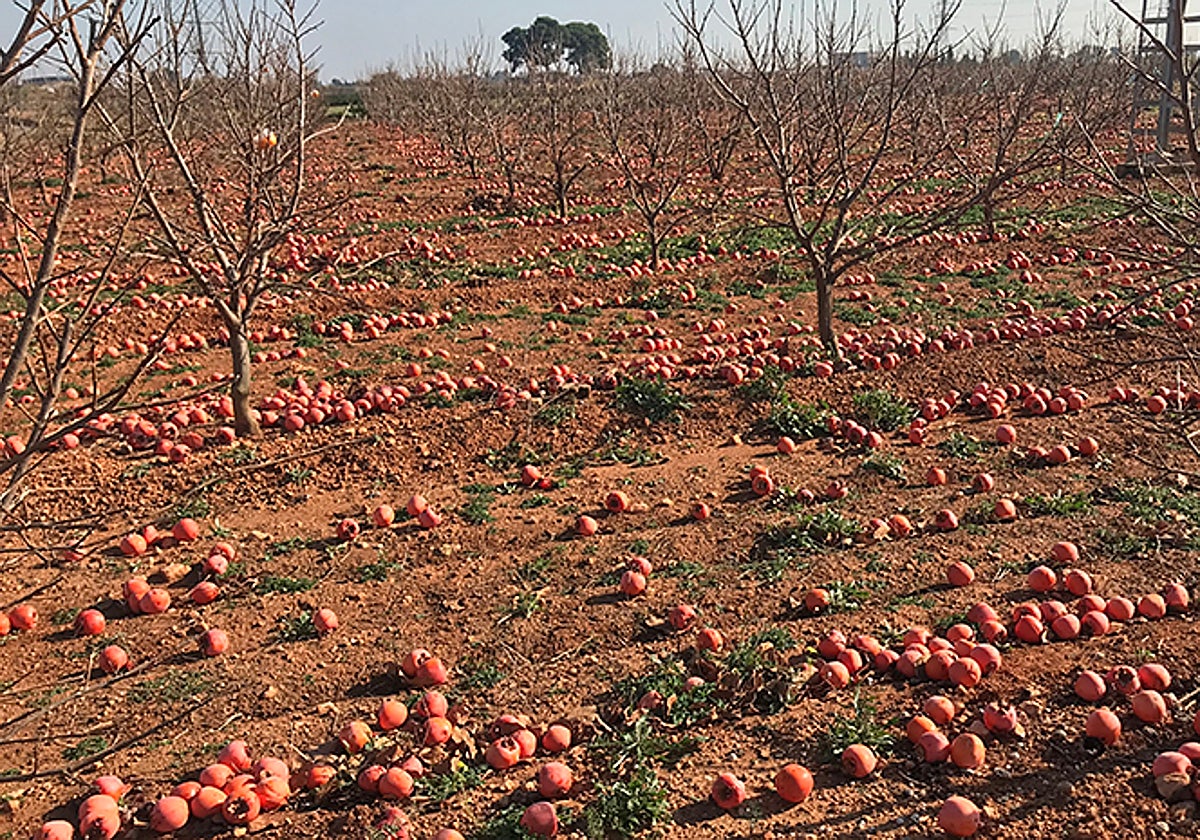 Imagen de archivo de un campo de caquis en Valencia