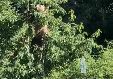 Los vecinos de Villarino del Sil, 'hartos' de la osa 'Lechuguina': «Tendremos que dejar de plantar. Se lo lleva todo»