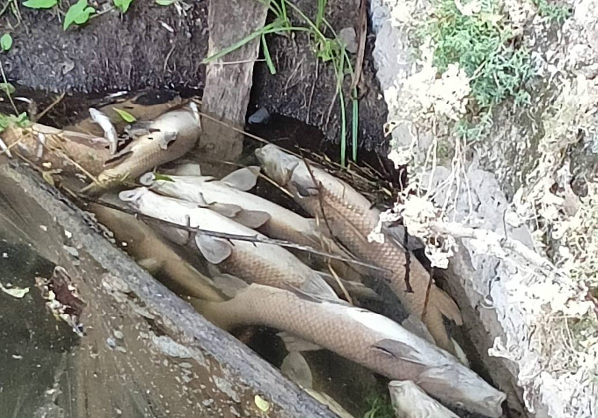 Peces muertos en el río Arlanzón