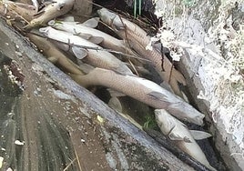 El Seprona investiga la aparición de centenares de peces muertos en el río Arlanzón, en Burgos