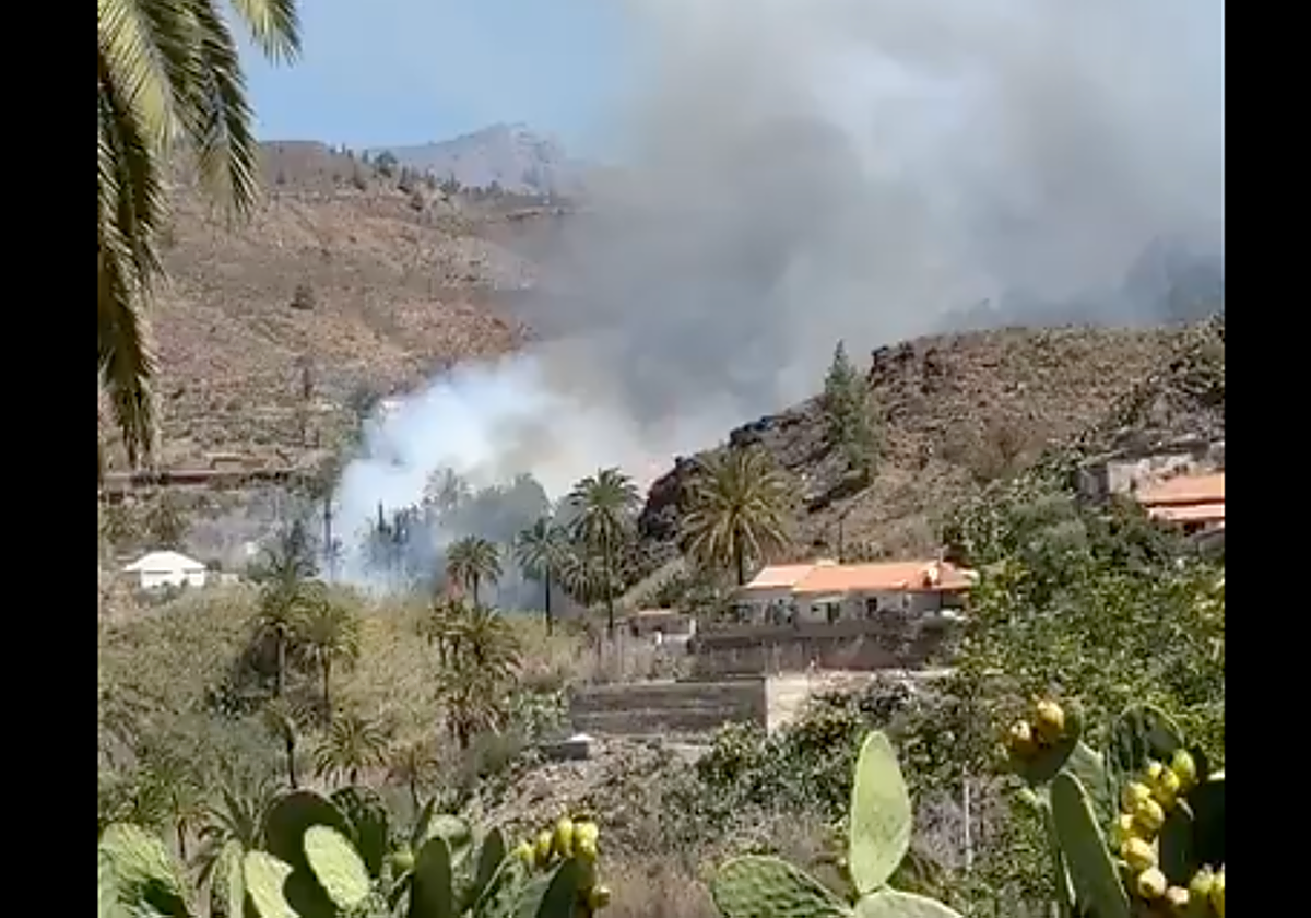 Conato de incendio en el palmeral de Fataga (Gran Canaria)