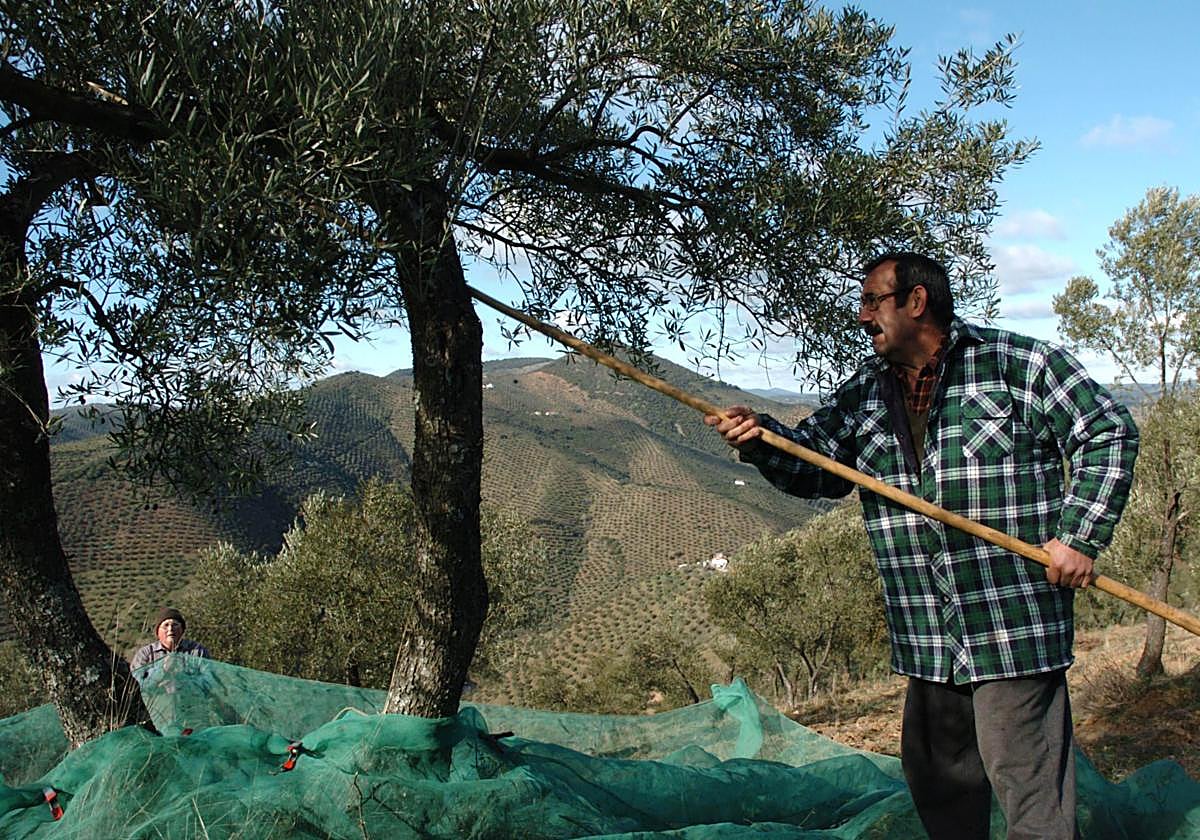 Un trabajador del campo recoge aceituna en una finca de olivar ecológico