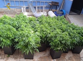 Desmantelan tres puntos de cultivo y venta de marihuana en Tomelloso y Socuéllamos con tres detenidos