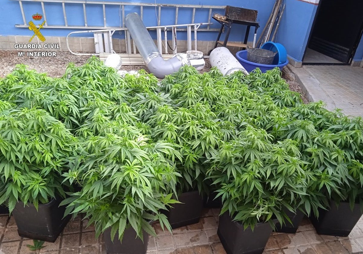 Desmantelan tres puntos de cultivo y venta de marihuana en Tomelloso y Socuéllamos con tres detenidos