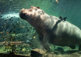 El único lugar de España donde se puede ver a los «caballos de río» en un enorme acuario de 300.000 litros