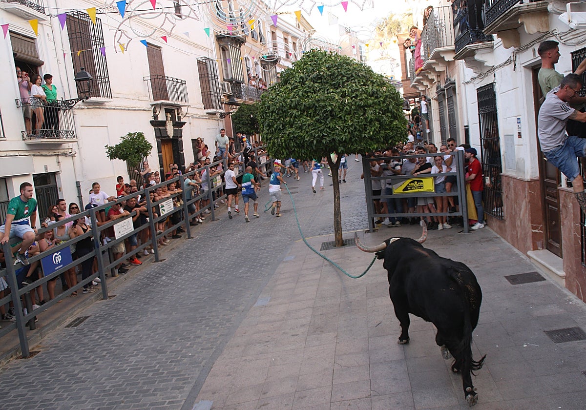 Una res durante la fiesta
