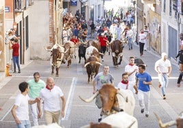 Cuéllar acoge un primer encierro de fiestas rápido, limpio y sin incidencias