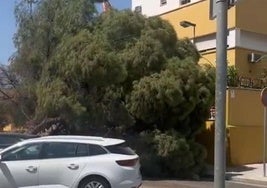 Un pino de grandes dimensiones cae frente a la Comisaría de Policía del Parque Figueroa en Córdoba