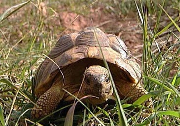 Liberan más de 1.800 tortugas mediterráneas en la Devesa del Saler en los últimos 13 años
