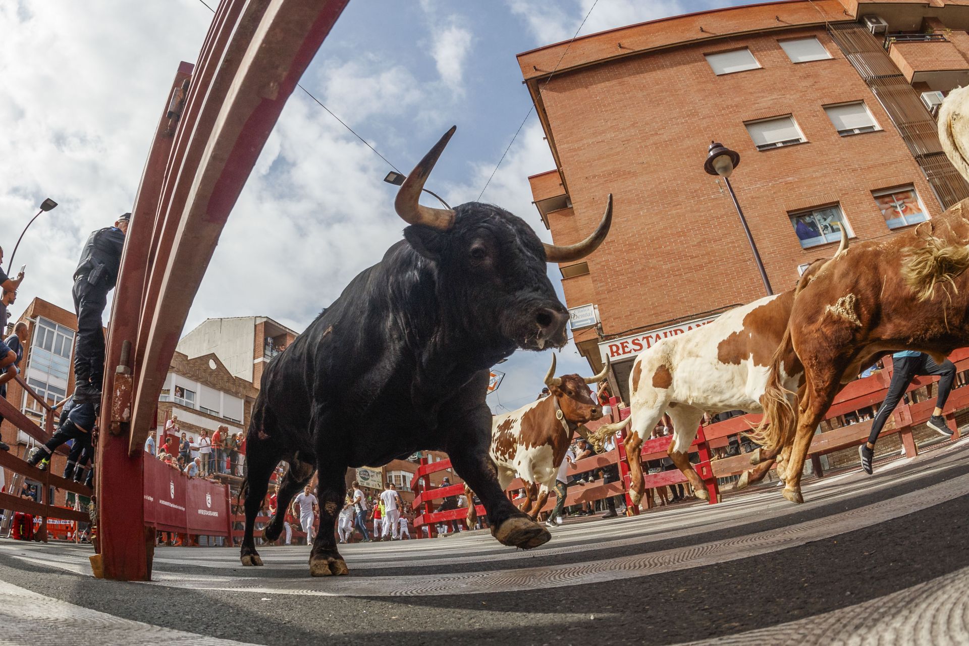 Una manada de toros durante un encierro