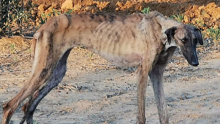 Expertos advierten del peligro de la proliferación de perros asilvestrados en Doñana