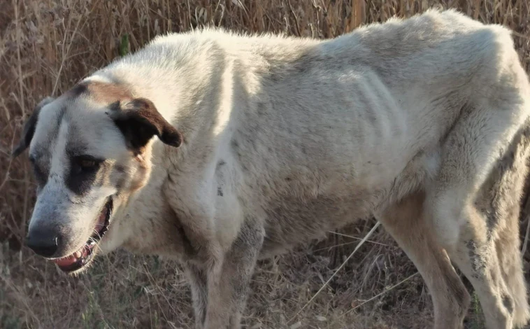 Imagen principal - Arriba, un mastín vaga por el Parque Nacional. Abajo, a la izquierda, galgos abandonados que ha logrado recuperar la asociación 'El Burrito Feliz'. A la derecha, el presidente de esta organización, Luis Bejarano