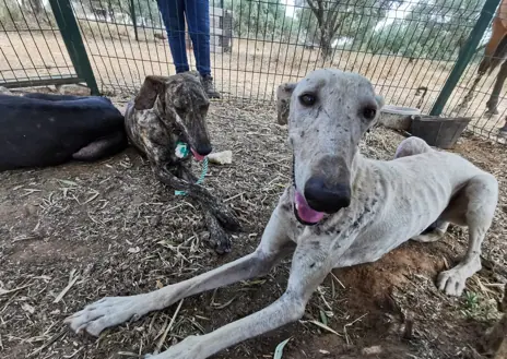 Imagen secundaria 1 - Arriba, un mastín vaga por el Parque Nacional. Abajo, a la izquierda, galgos abandonados que ha logrado recuperar la asociación 'El Burrito Feliz'. A la derecha, el presidente de esta organización, Luis Bejarano