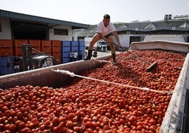 La Tomatina de Buñol, en directo: más de 150.000 kilos de tomates tiñen de rojo la localidad valenciana