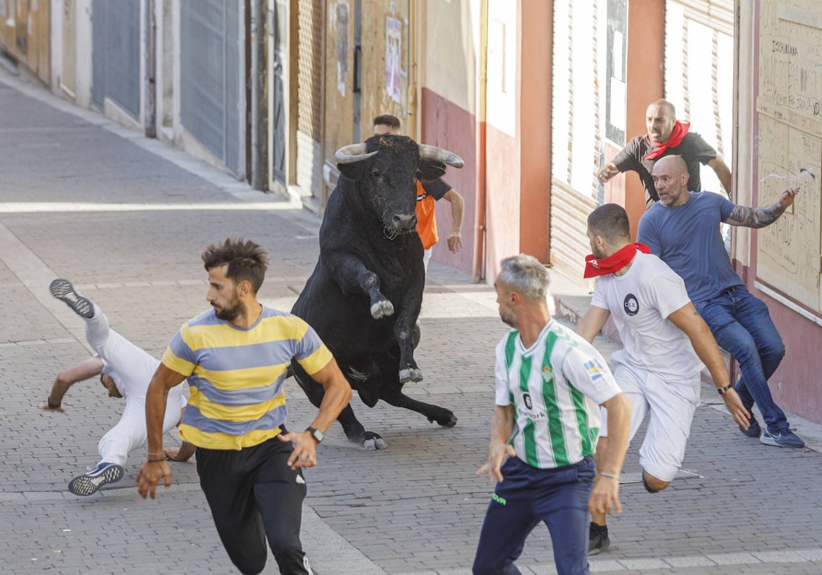 Tercer encierro en Cuéllar, Segovia de la ganadería Romao Tenorio