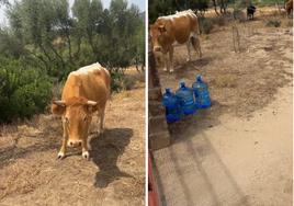 Un repartidor de agua se ve acorralado por las vacas: «No me hagas nada, por favor»