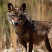 Un ganadero alerta de la llegada de lobos a Valencia: «Han degollado a cuatro ovejas»