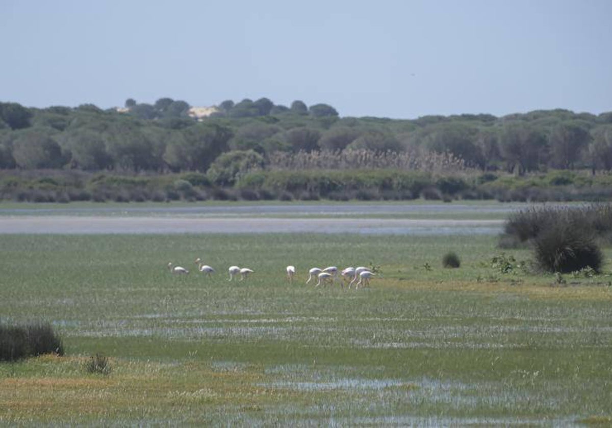 Espacio Natural de Doñana