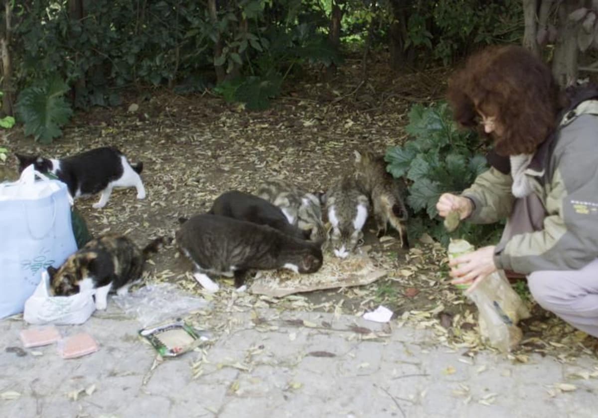 Una mujer da de comer a gatos abandonados de El Retiro