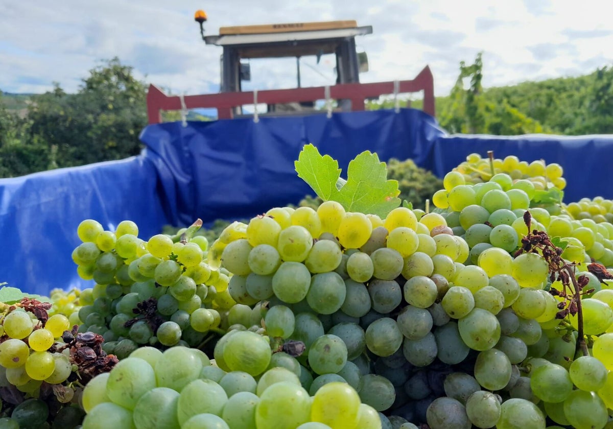 Uvas godello recogidas en la vendimia del pasado año en El Bierzo