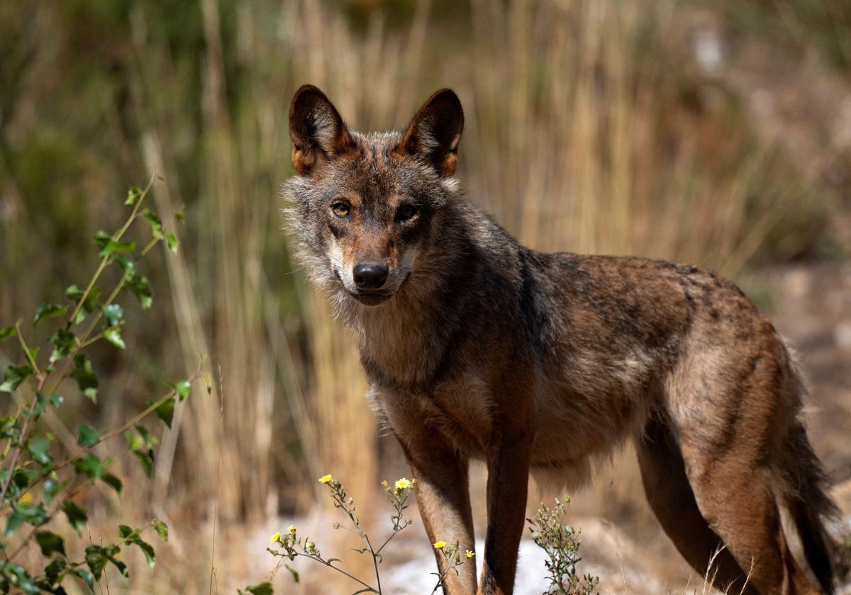 Ejemplar de lobo ibérico