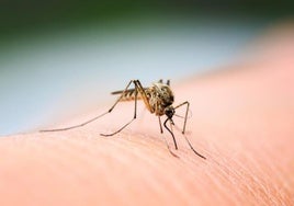 Detectado un brote de dengue autóctono en Tarragona