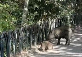 Jabalíes en plena 'ruta del colesterol' de Granada, una anomalía cada vez más frecuente