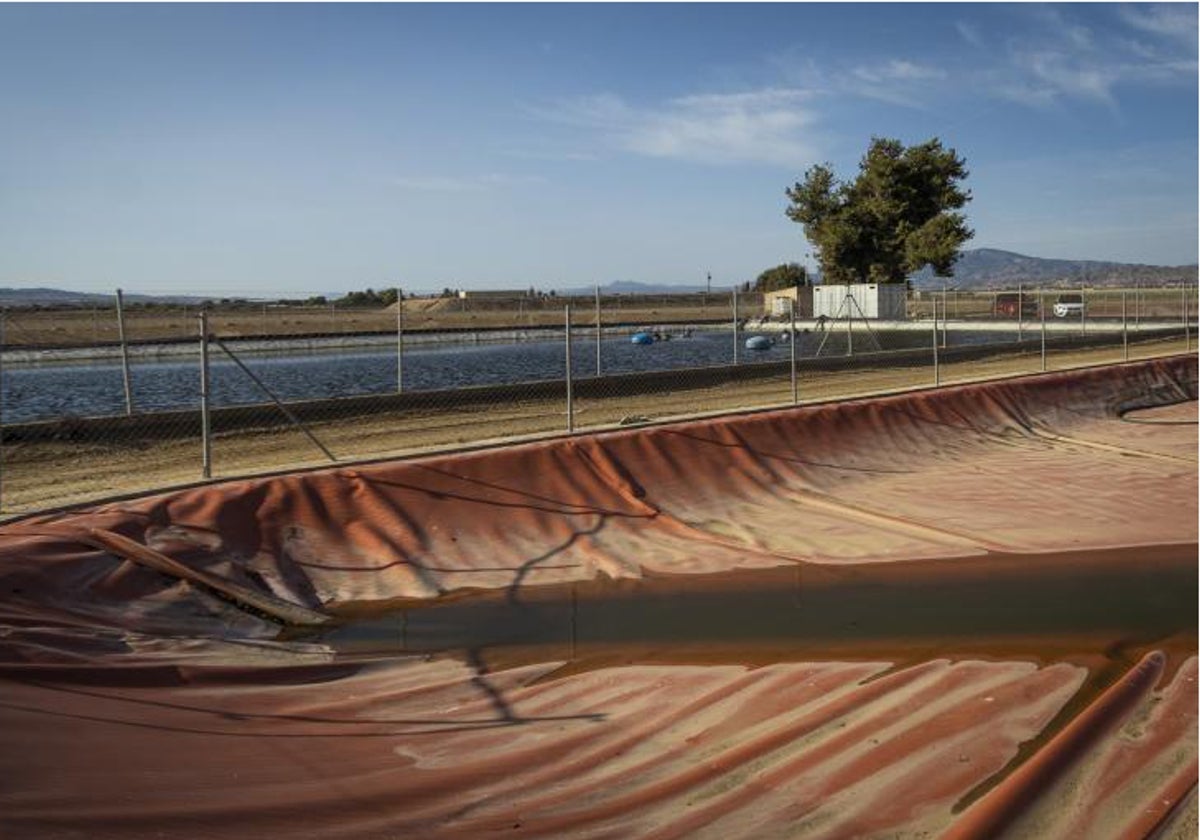 Balsa de riego en un campo regado con agua del trasvase Tajo-Segura