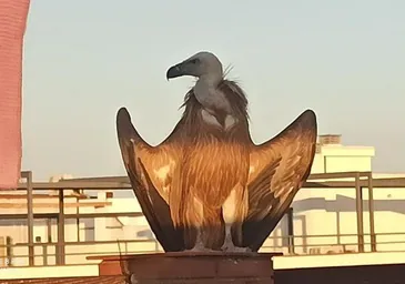 Un buitre aparece en la terraza de una casa en Córdoba en medio de la sorpresa de los dueños